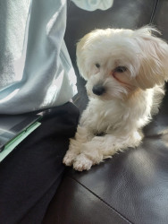 Maltese Dogs for Sale – Small, Cute & Hypoallergenic