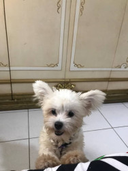 Yorkshire Dog for sale 2 month