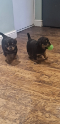 Champion bloodline Rottweiler Puppies