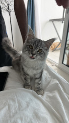 Female Mainecoon kitten