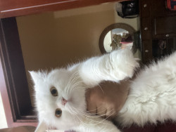 White cute Persian cat
